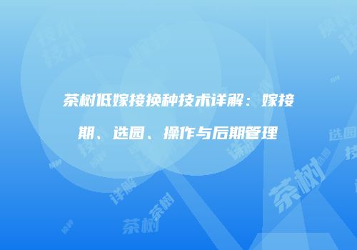 茶树低嫁接换种技术详解：嫁接期、选园、操作与后期管理