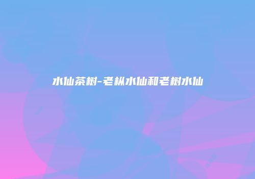 水仙茶树-老枞水仙和老树水仙