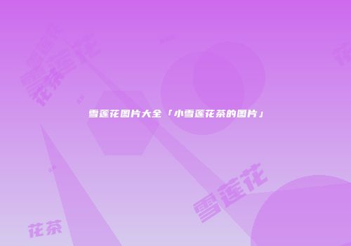 雪莲花图片大全「小雪莲花茶的图片」