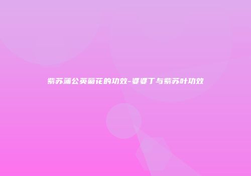 紫苏蒲公英菊花的功效-婆婆丁与紫苏叶功效
