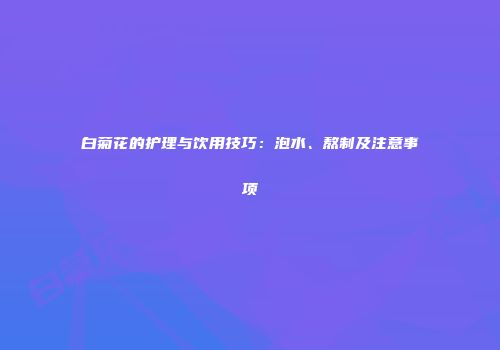 白菊花的护理与饮用技巧：泡水、熬制及注意事项
