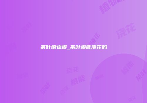 茶叶植物根_茶叶根能浇花吗
