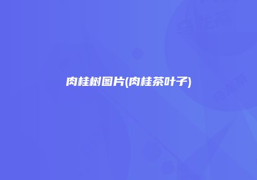 肉桂树图片(肉桂茶叶子)