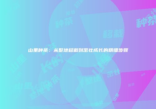 山里种茶：从整地移栽到茁壮成长的精细步骤