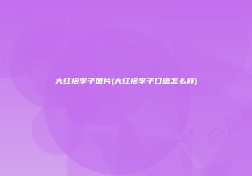 大红袍李子图片(大红袍李子口感怎么样)