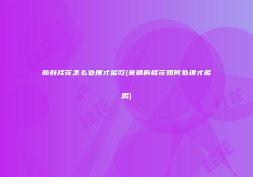 新鲜桂花怎么处理才能吃(采摘的桂花如何处理才能喝)