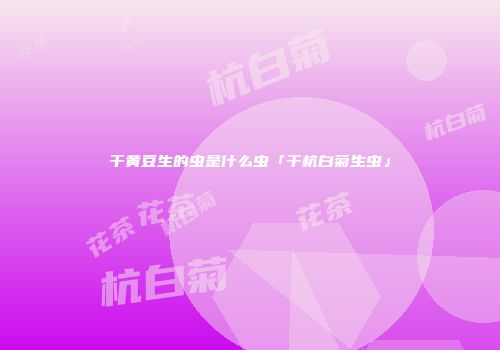 干黄豆生的虫是什么虫「干杭白菊生虫」