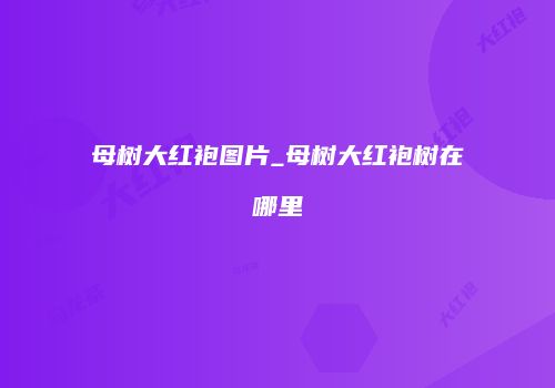 母树大红袍图片_母树大红袍树在哪里