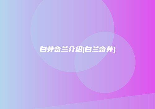 白芽奇兰介绍(白兰奇芽)