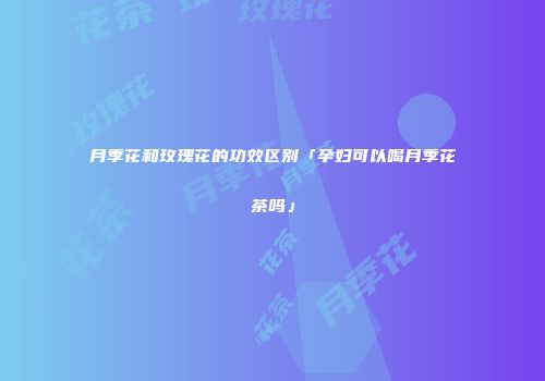 月季花和玫瑰花的功效区别「孕妇可以喝月季花茶吗」