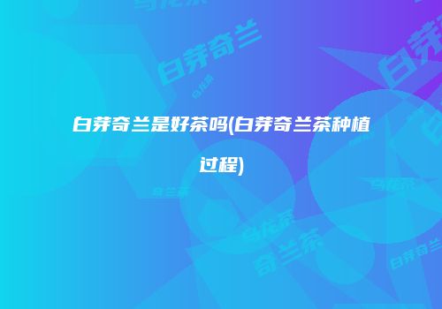 白芽奇兰是好茶吗(白芽奇兰茶种植过程)