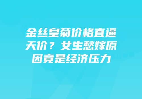 金丝皇菊价格直逼天价？女生愁嫁原因竟是经济压力