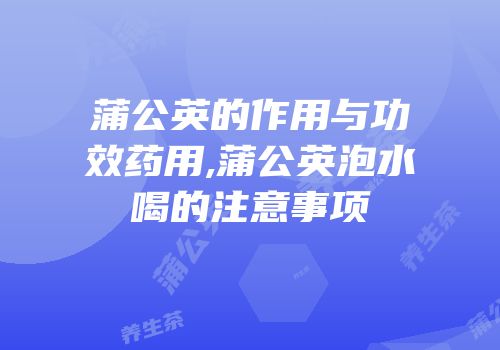 蒲公英的作用与功效药用,蒲公英泡水喝的注意事项