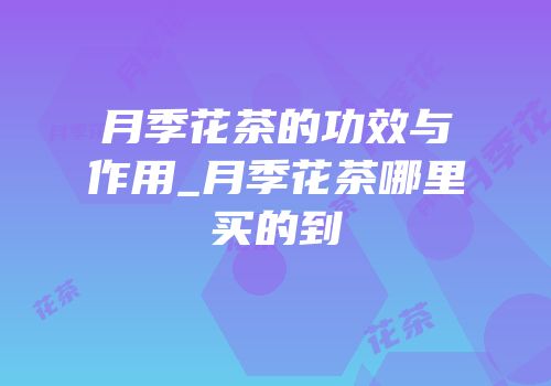 月季花茶的功效与作用_月季花茶哪里买的到