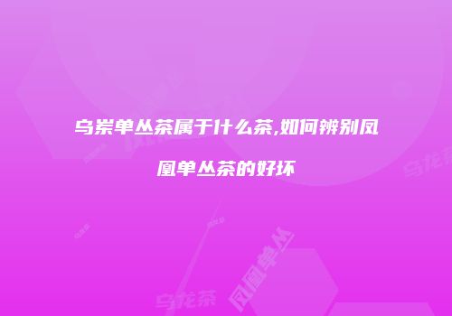 乌岽单丛茶属于什么茶,如何辨别凤凰单丛茶的好坏
