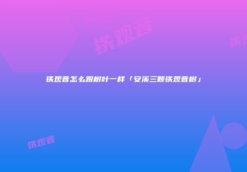 铁观音怎么跟树叶一样「安溪三颗铁观音树」
