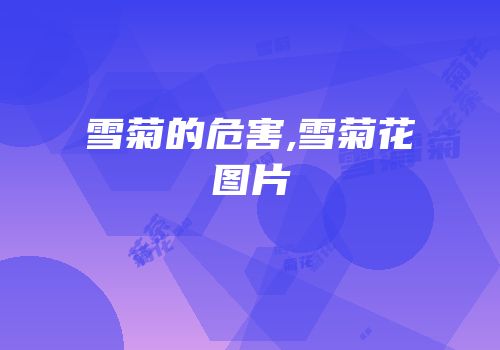 雪菊的危害,雪菊花图片