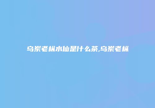 乌岽老枞水仙是什么茶,乌岽老枞