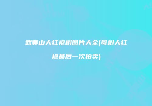 武夷山大红袍树图片大全(母树大红袍最后一次拍卖)