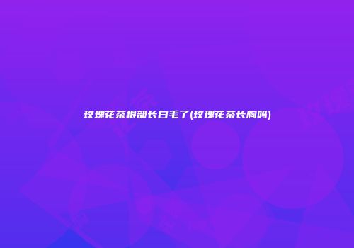 玫瑰花茶根部长白毛了(玫瑰花茶长胸吗)