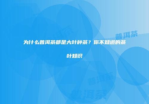 为什么普洱茶都是大叶种茶？你不知道的茶叶知识