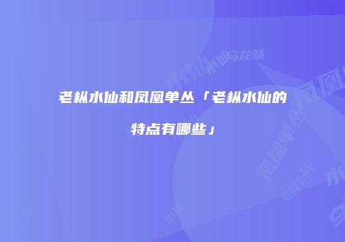 老枞水仙和凤凰单丛「老枞水仙的特点有哪些」