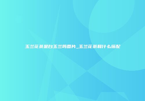 玉兰花茶是白玉兰吗图片_玉兰花茶和什么搭配