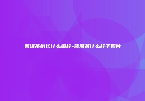 普洱茶树长什么模样-普洱茶什么样子图片