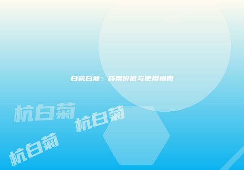 白杭白菊：药用价值与使用指南