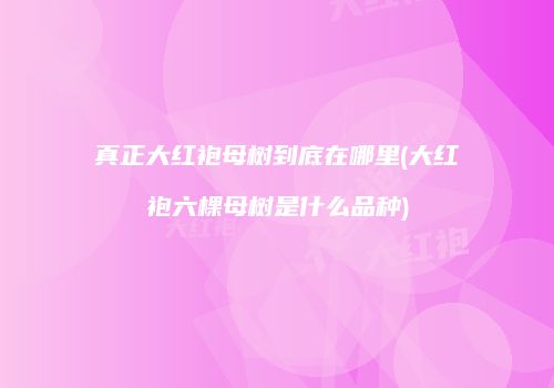真正大红袍母树到底在哪里(大红袍六棵母树是什么品种)