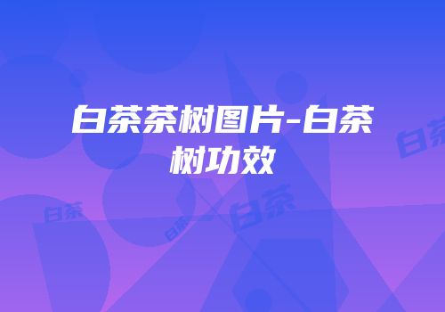 白茶茶树图片-白茶树功效
