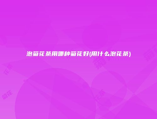 泡菊花茶用哪种菊花好(用什么泡花茶)