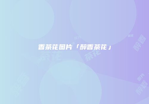 香茶花图片「醉香茶花」
