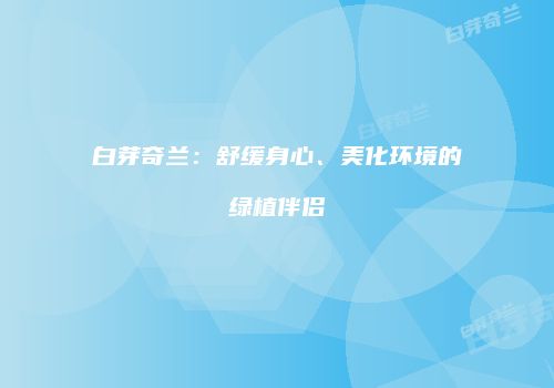 白芽奇兰：舒缓身心、美化环境的绿植伴侣