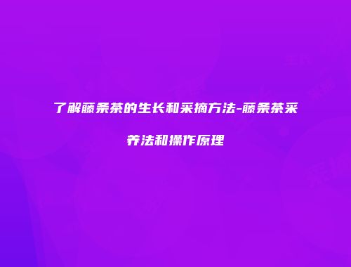 了解藤条茶的生长和采摘方法-藤条茶采养法和操作原理
