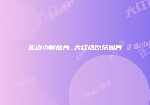 正山小种图片_大红袍原株图片