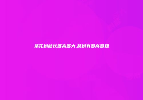 茶花树能长多高多大,茶树有多高多粗
