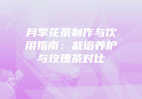 月季花茶制作与饮用指南：栽培养护与玫瑰茶对比