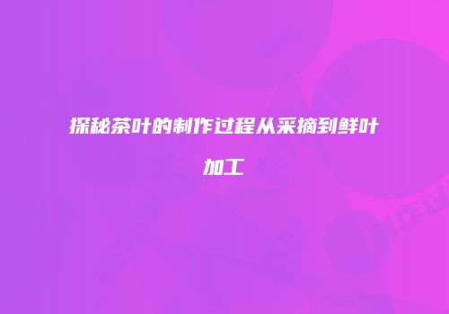 探秘茶叶的制作过程从采摘到鲜叶加工