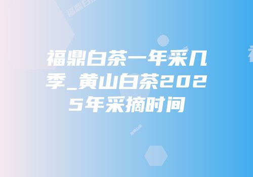 福鼎白茶一年采几季_黄山白茶2025年采摘时间