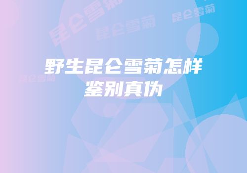 野生昆仑雪菊怎样鉴别真伪