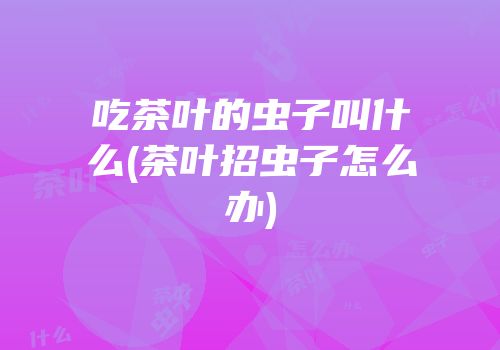 吃茶叶的虫子叫什么(茶叶招虫子怎么办)