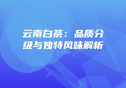 云南白茶：品质分级与独特风味解析