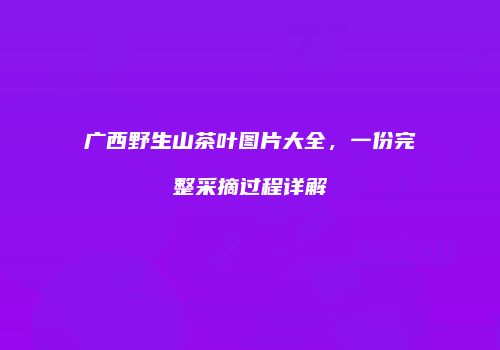 广西野生山茶叶图片大全，一份完整采摘过程详解