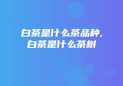 白茶是什么茶品种,白茶是什么茶树
