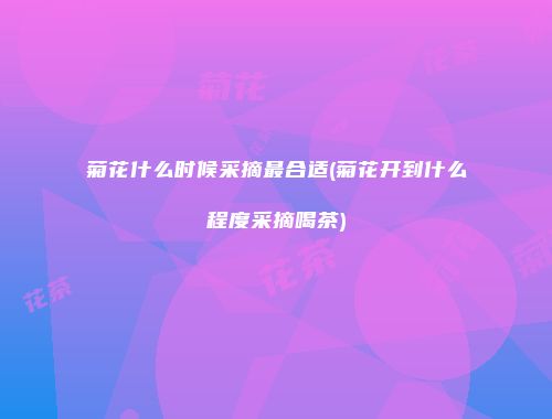 菊花什么时候采摘最合适(菊花开到什么程度采摘喝茶)