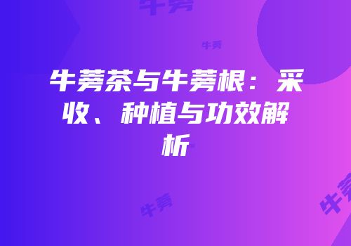 牛蒡茶与牛蒡根：采收、种植与功效解析