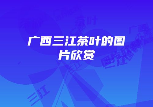 广西三江茶叶的图片欣赏