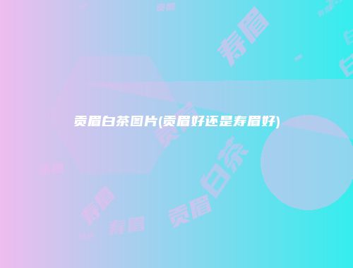贡眉白茶图片(贡眉好还是寿眉好)
