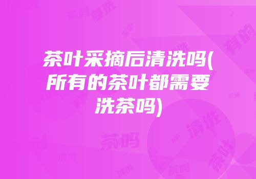茶叶采摘后清洗吗(所有的茶叶都需要洗茶吗)